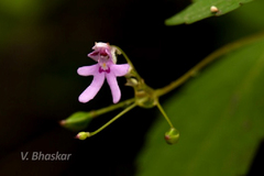 Impatiens goughii